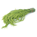 Acacia (Cha Om Leaf) ชะอม 100g -T2 FRESH- PLEASE CHOOSE NEXT DAY DELIVERY