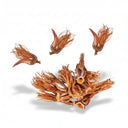 Dried Red Cotten Tree Flower / Dok Ngiew ดอกงิ้ว 10g
